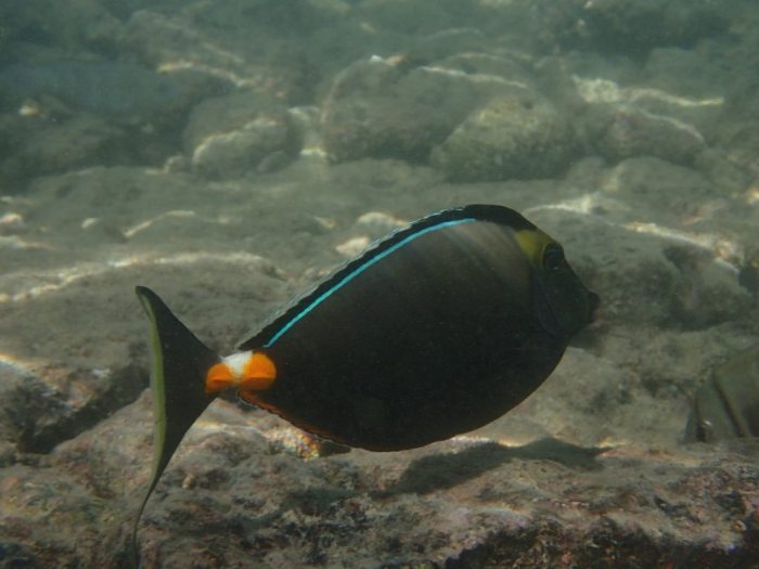Naso lituratus