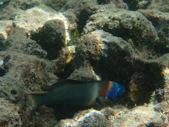 Thalassoma duperrey