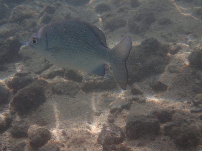 Kyphosus cinerascens