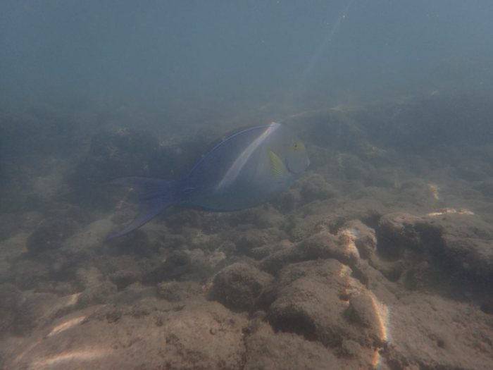 Acanthurus xanthopterus