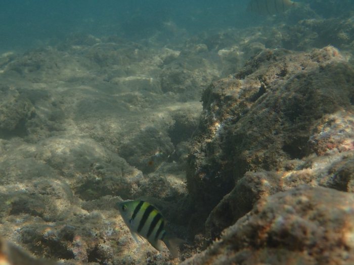 Abudefduf sexfasciatus