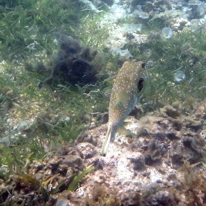 Arothron hispidus