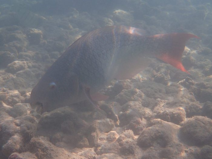 Poisson-perroquet