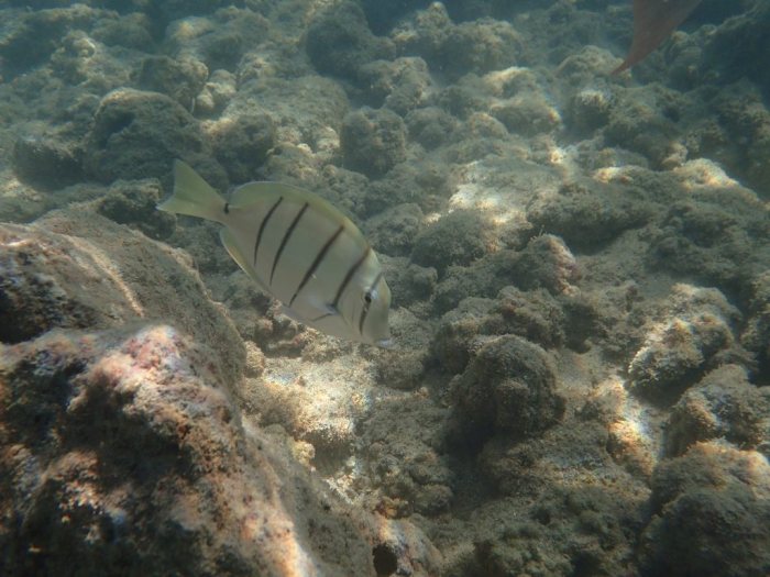 Acanthurus triostegus