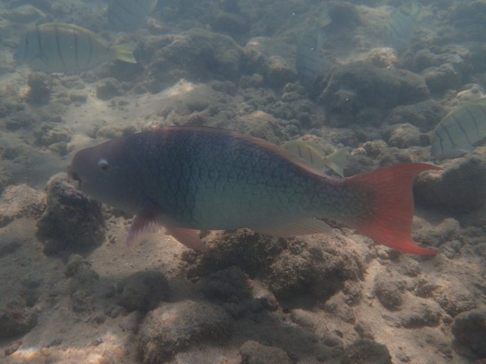 Poisson-perroquet
