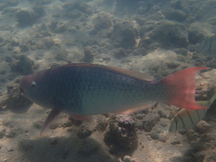 Poisson-perroquet
