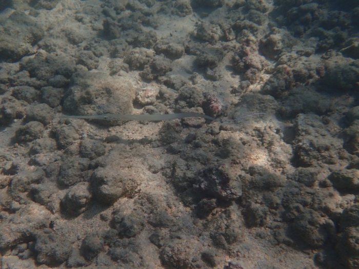 Fistularia commersonii