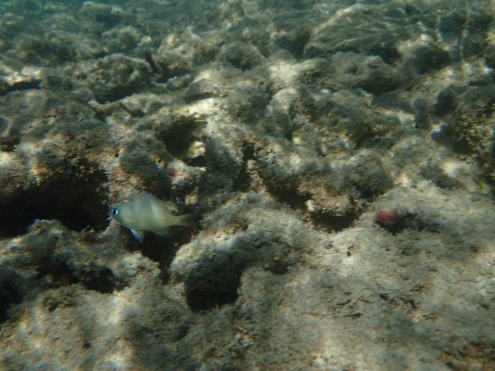 Poisson-demoiselle