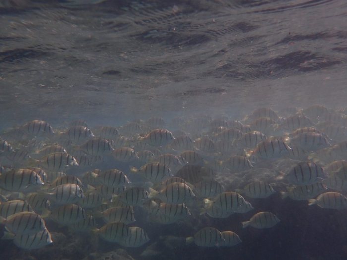 Acanthurus triostegus