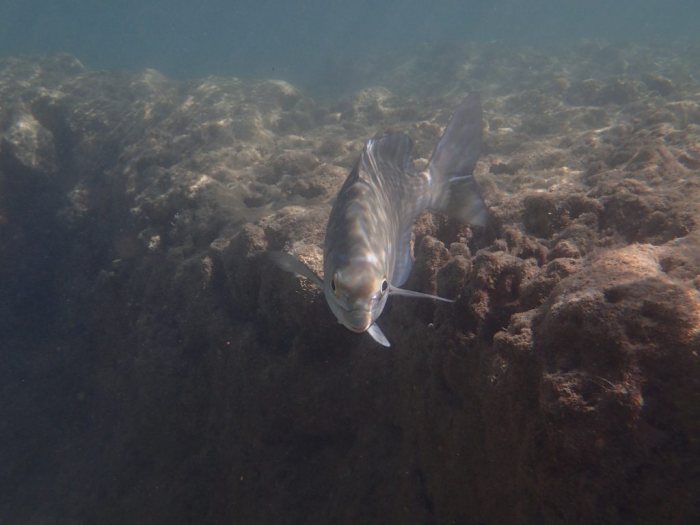 Kyphosus cinerascens
