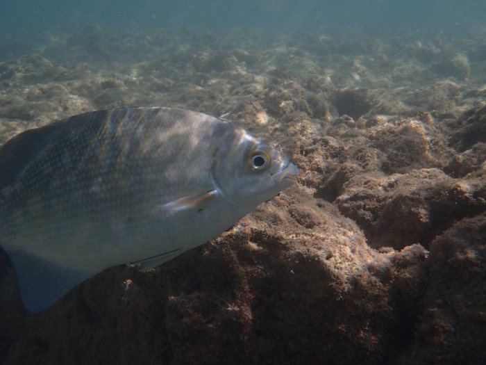 Kyphosus cinerascens