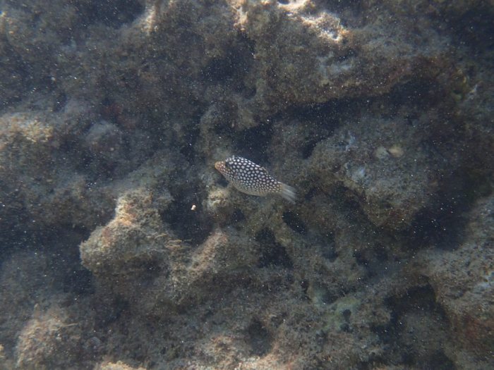 Canthigaster jactator