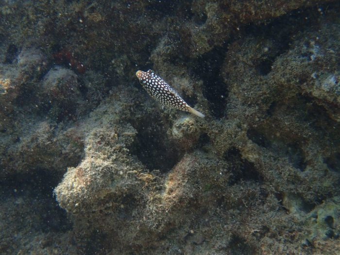 Canthigaster jactator