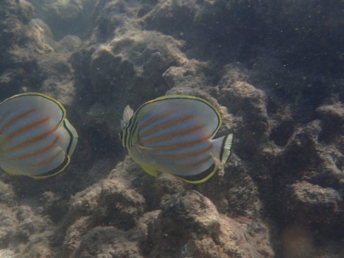 Chaetodon ornatissimus