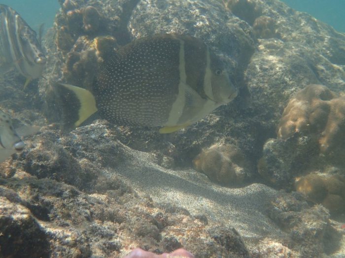 Acanthurus guttatus