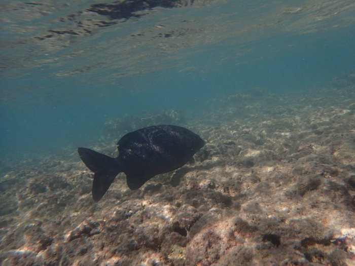 Kyphosus cinerascens