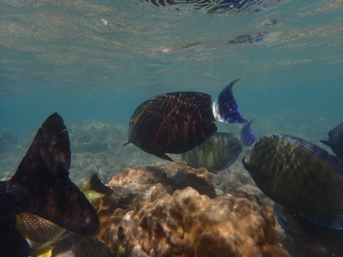 Acanthurus blochii