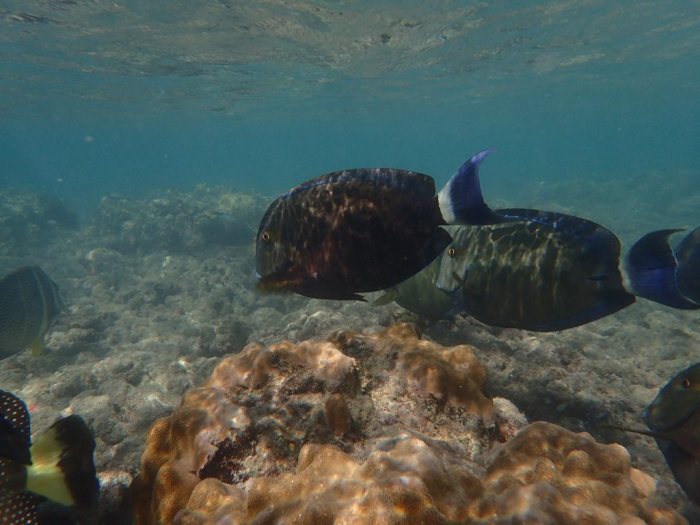 Acanthurus blochii