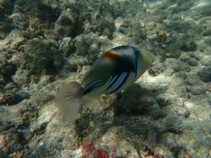 Rhinecanthus aculeatus