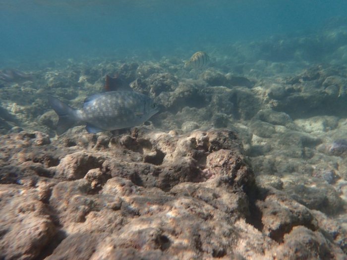 Kyphosus cinerascens