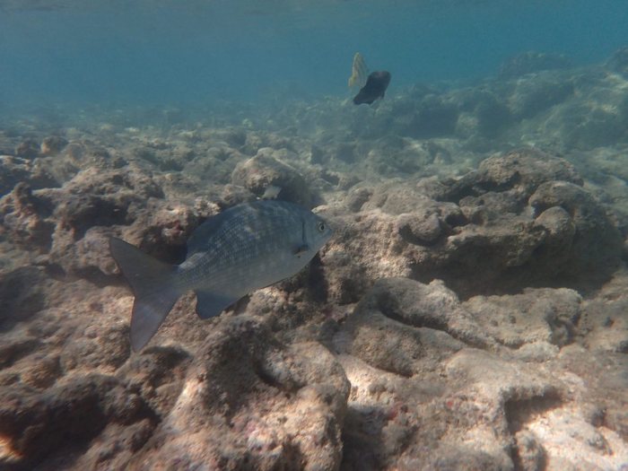 Kyphosus cinerascens