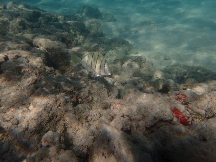 Acanthurus triostegus