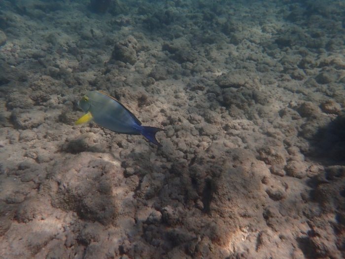 Acanthurus xanthopterus