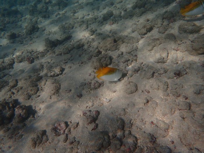Chaetodon auriga