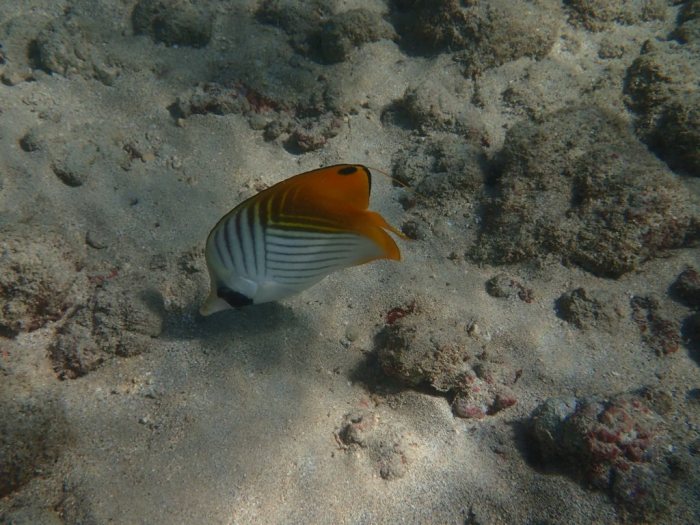 Chaetodon auriga