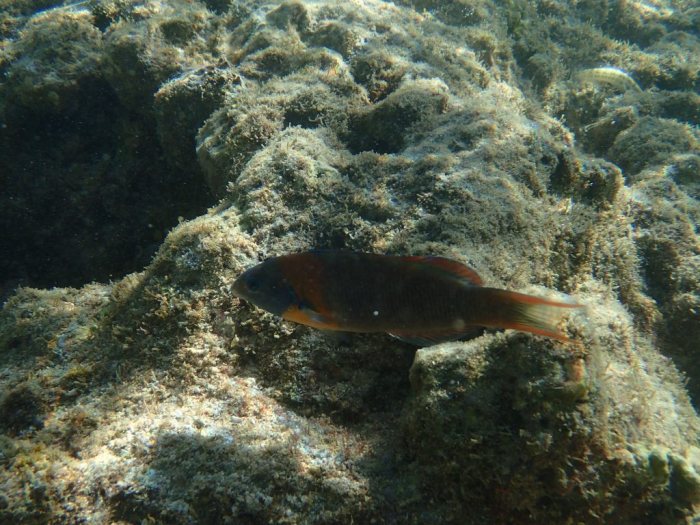 Thalassoma duperrey