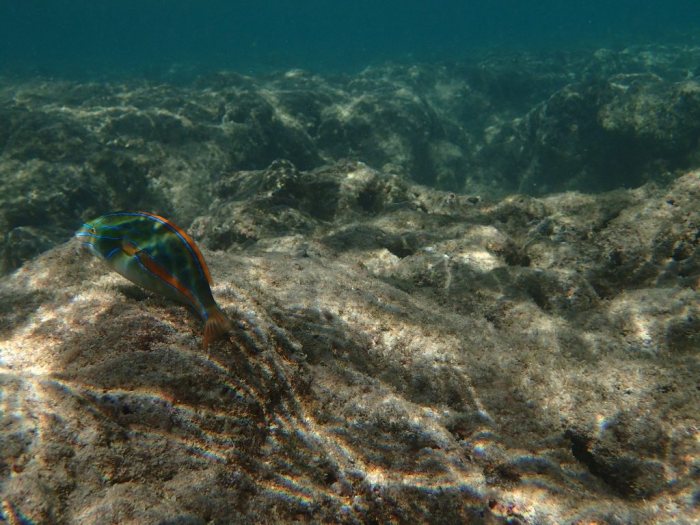Stethojulis balteata