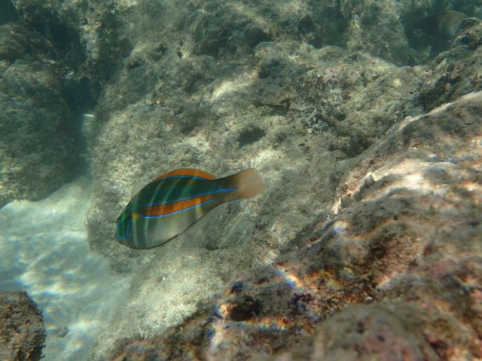 Stethojulis balteata
