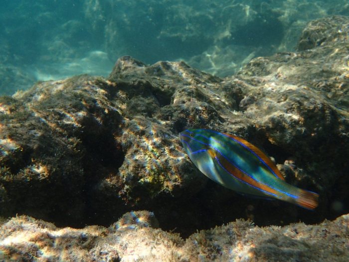 Stethojulis balteata