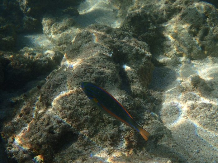 Stethojulis balteata