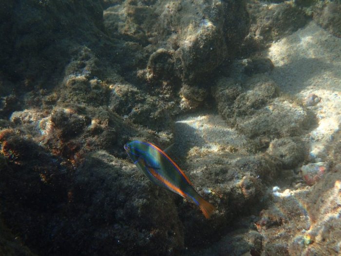 Stethojulis balteata