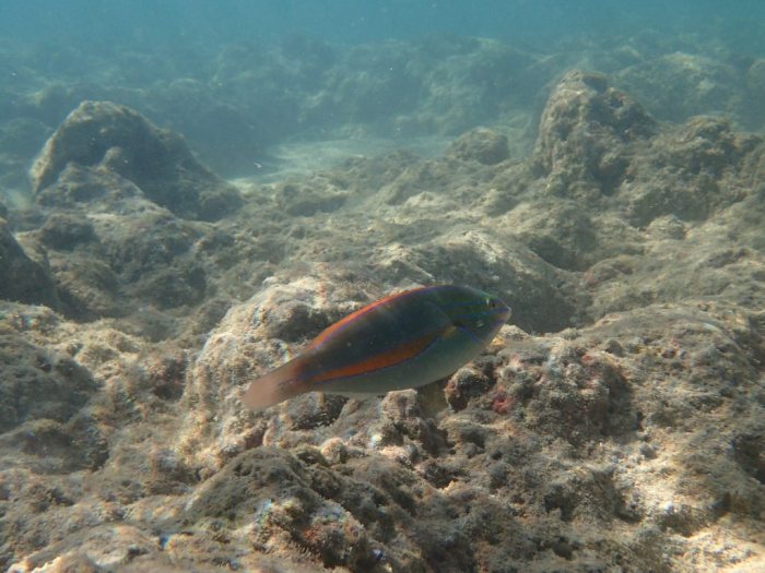 Stethojulis balteata