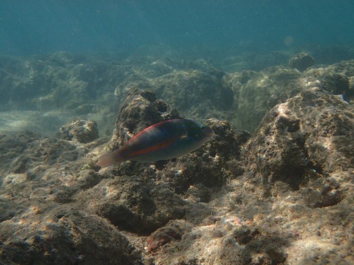 Stethojulis balteata