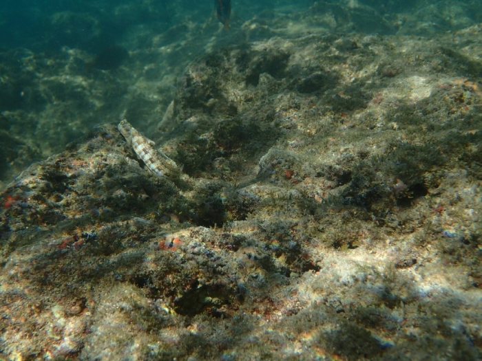 Salarias fasciatus