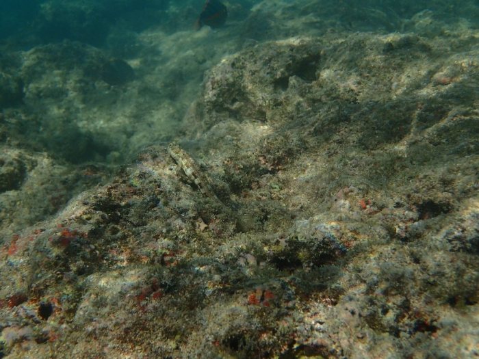 Salarias fasciatus