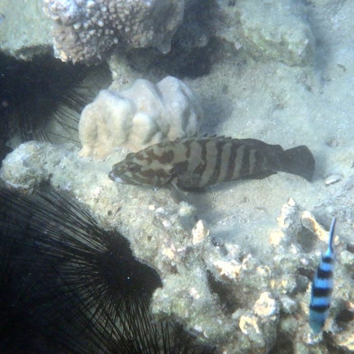 Cephalopholis boenak