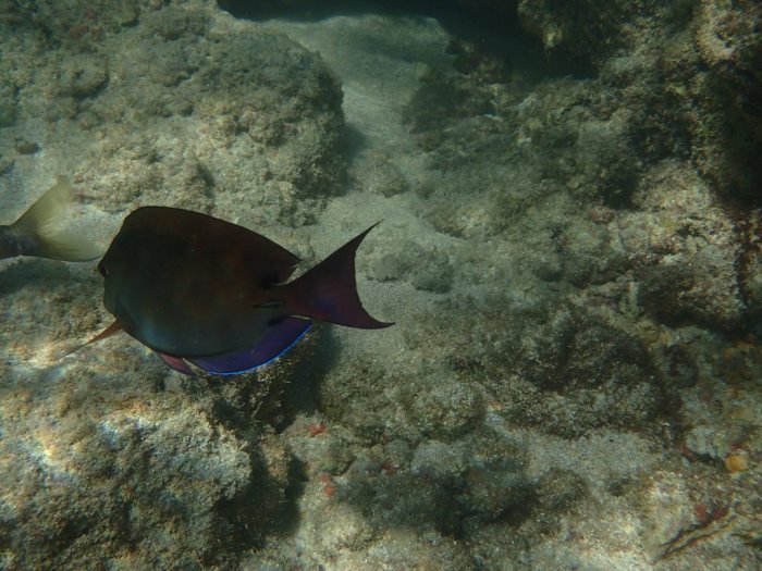 Acanthurus xanthopterus