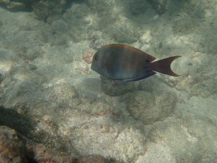 Acanthurus xanthopterus