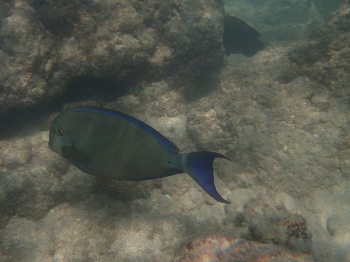 Acanthurus xanthopterus