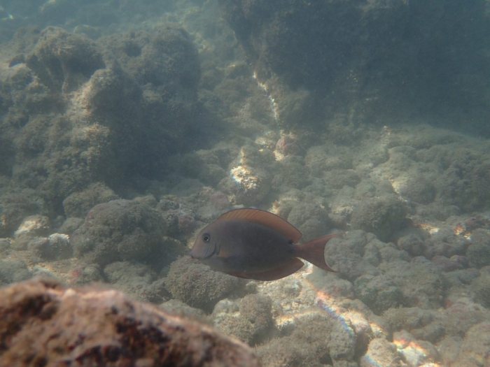 Poisson-chirurgien