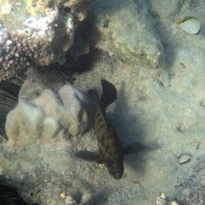 Cephalopholis boenak
