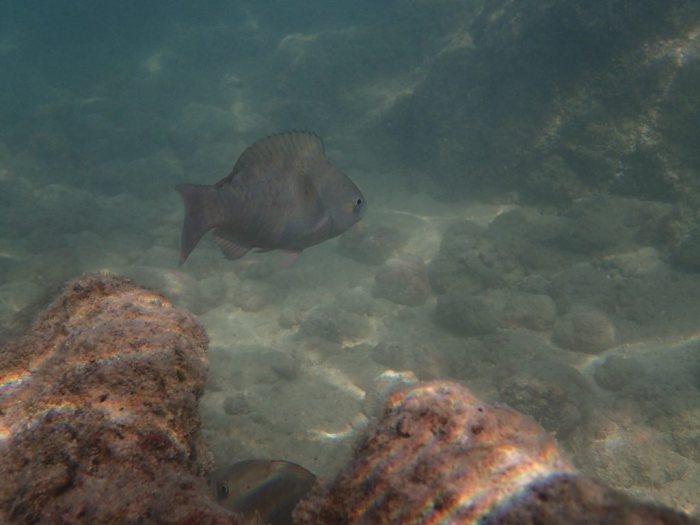 Poisson-perroquet