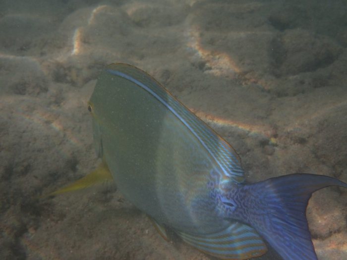 Acanthurus xanthopterus