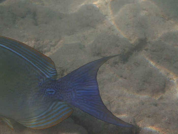 Acanthurus xanthopterus