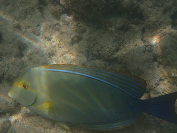 Acanthurus xanthopterus