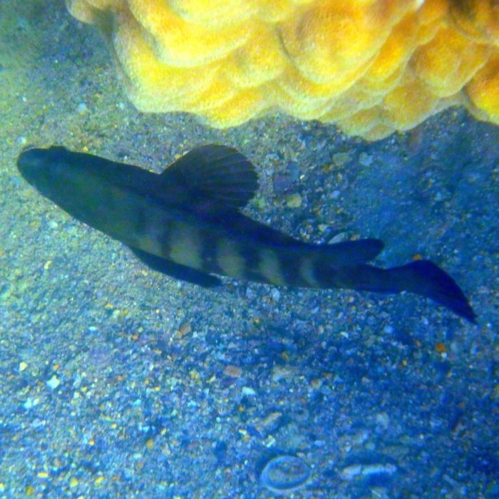 Cephalopholis boenak